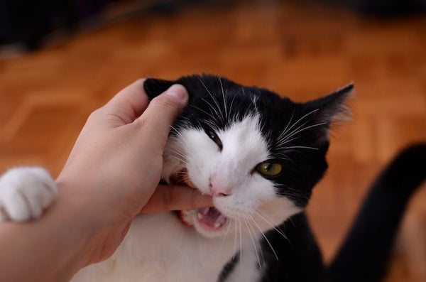 View of How Can I Tell If My Cat Is In Pain?
